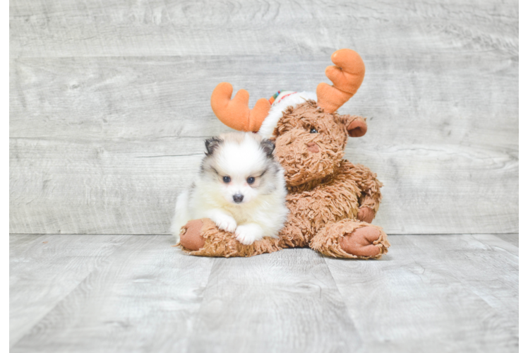 Cute Pomeranian Purebred Puppy