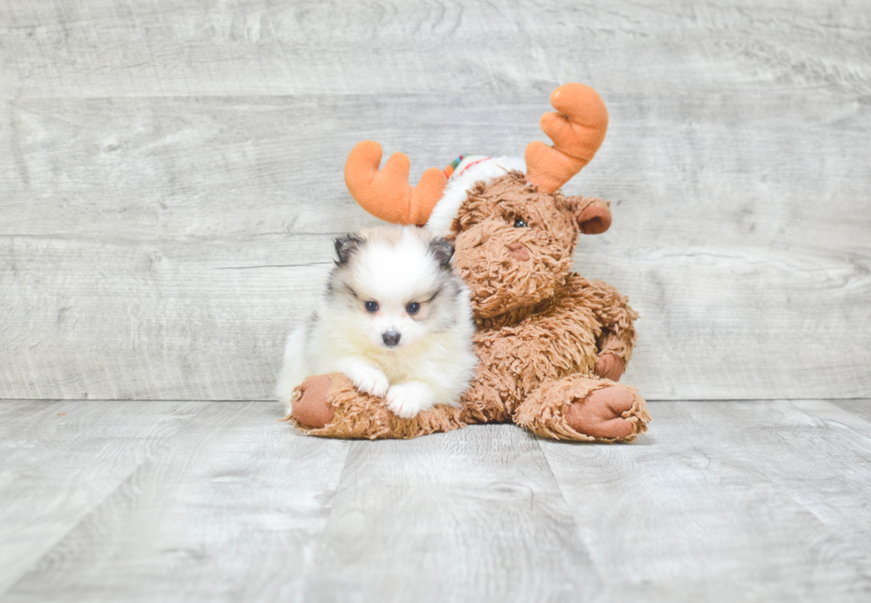 Cute Pomeranian Purebred Puppy