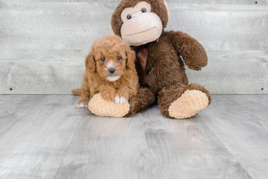 Best Cavapoo Baby