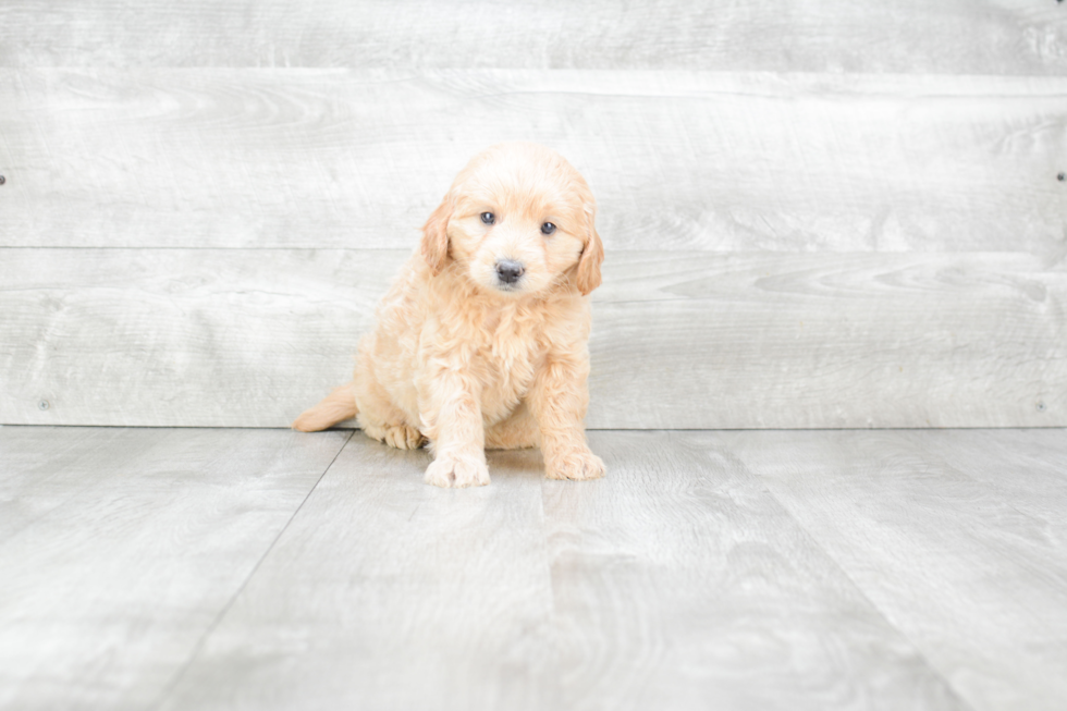 Funny Mini Goldendoodle Poodle Mix Pup