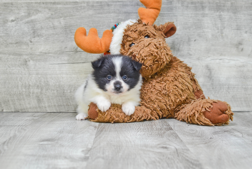 Small Pomeranian Purebred Pup