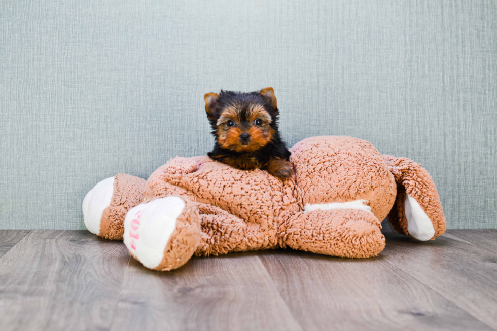 Meet Nugget - our Yorkshire Terrier Puppy Photo 