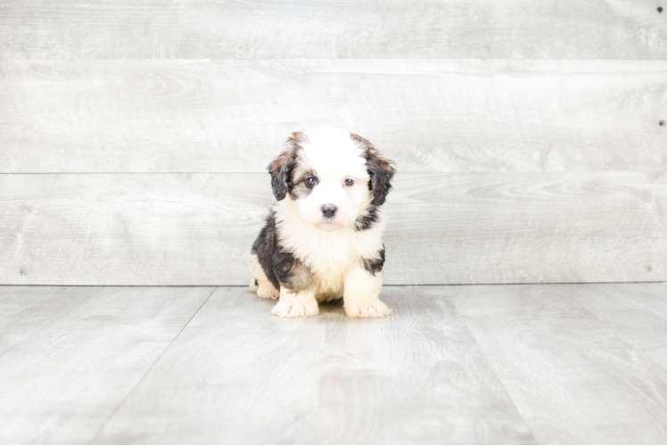 Mini Bernedoodle Puppy for Adoption