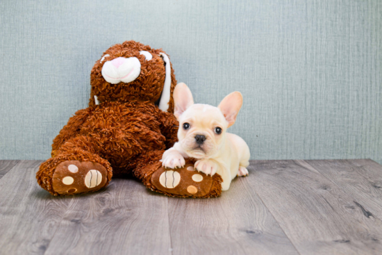 French Bulldog Puppy for Adoption