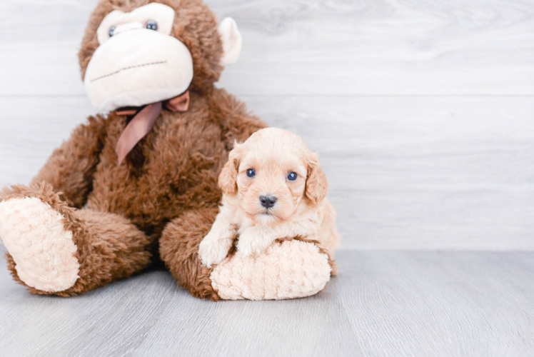 Best Cavapoo Baby