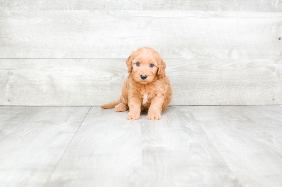 Best Mini Goldendoodle Baby