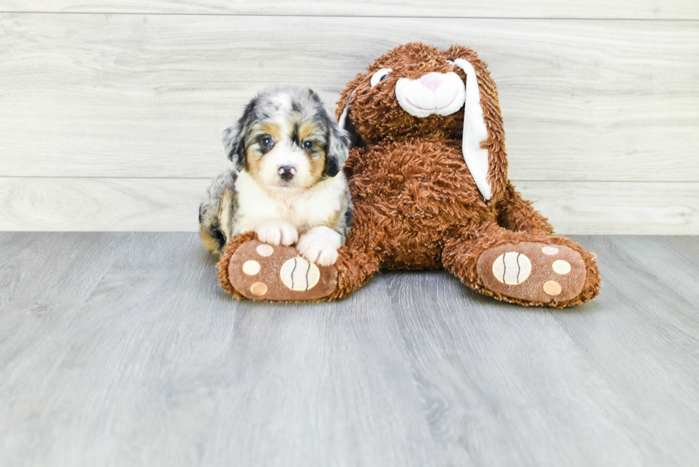 Mini Aussiedoodle Pup Being Cute