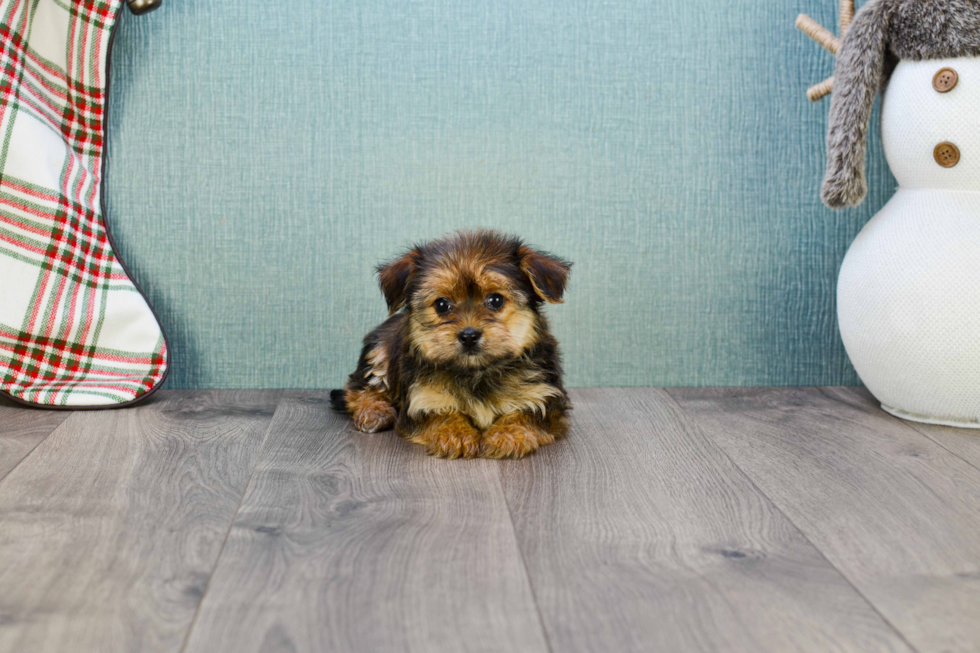 Morkie Pup Being Cute