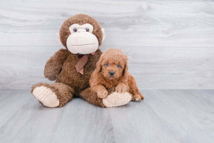 Hypoallergenic Golden Retriever Poodle Mix Puppy