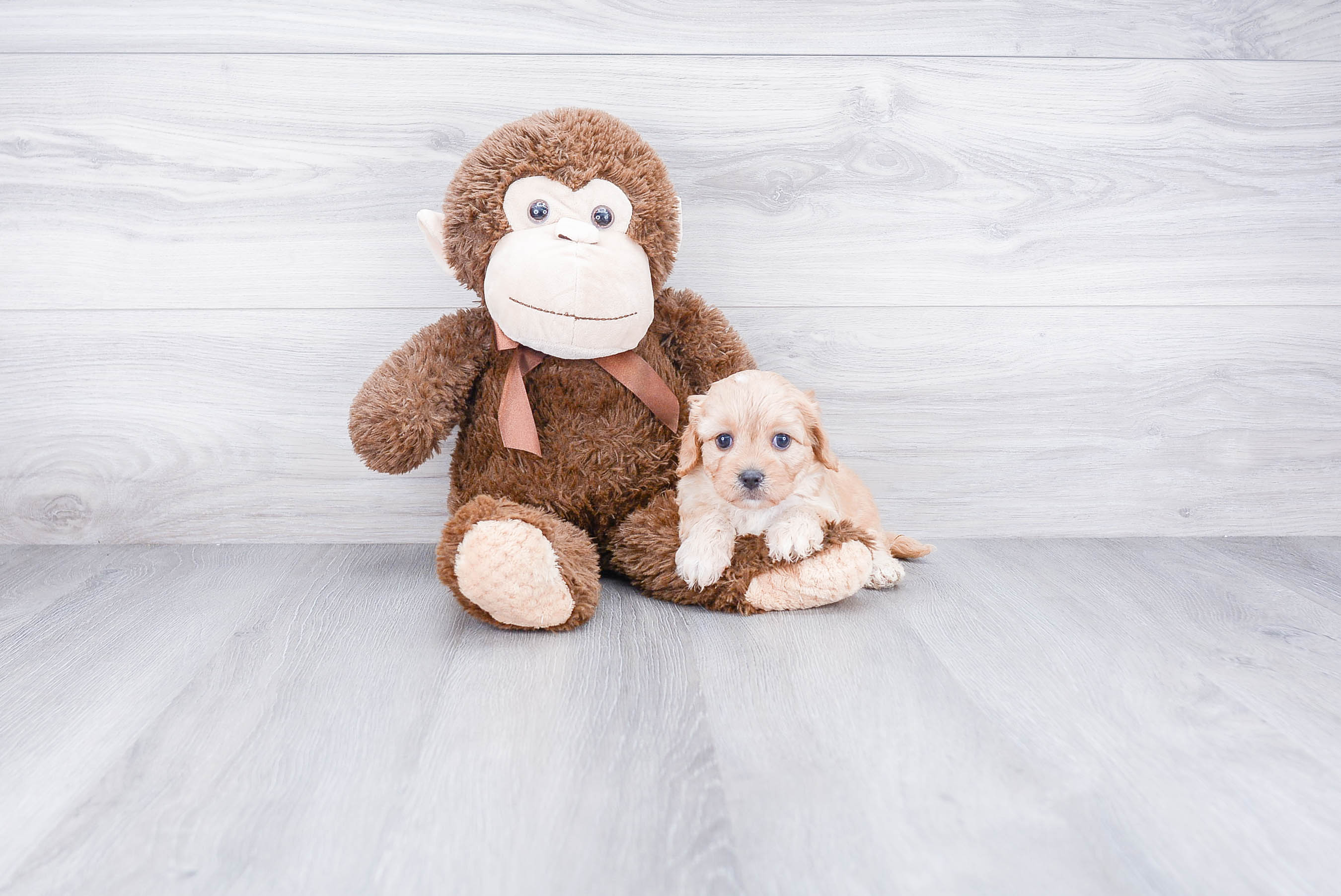 Fluffy Cavachon Designer Pup
