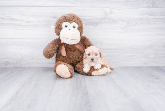 Fluffy Cavachon Designer Pup