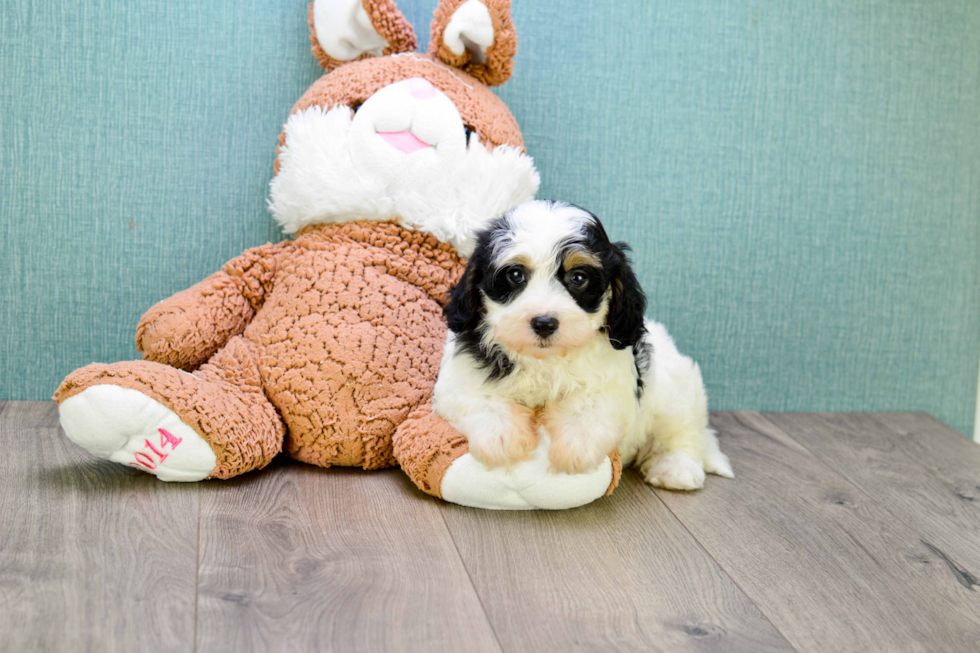 Popular Cavachon Designer Pup