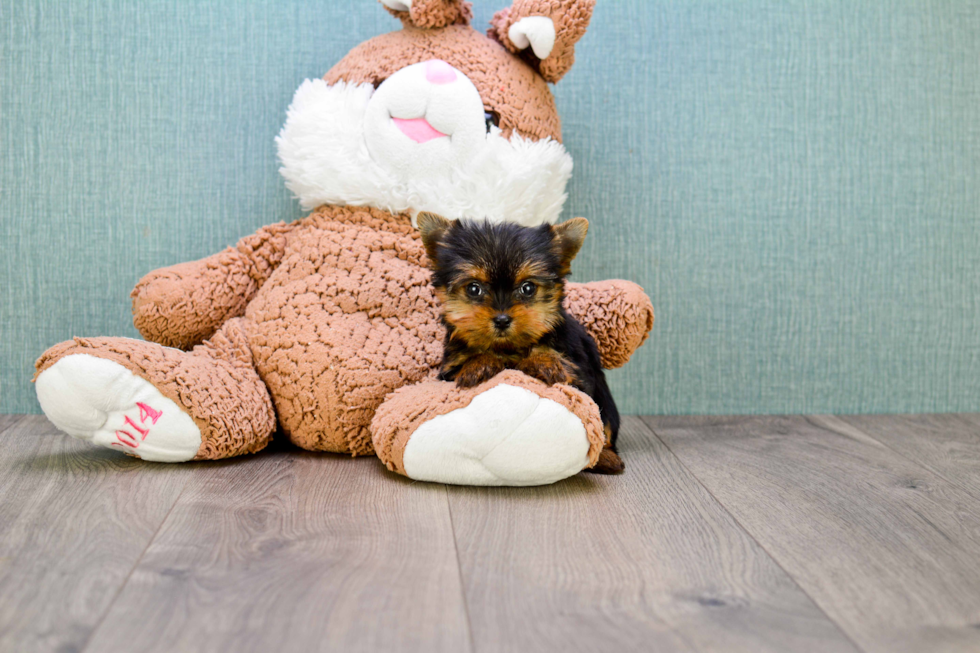 Meet Giselle - our Yorkshire Terrier Puppy Photo 