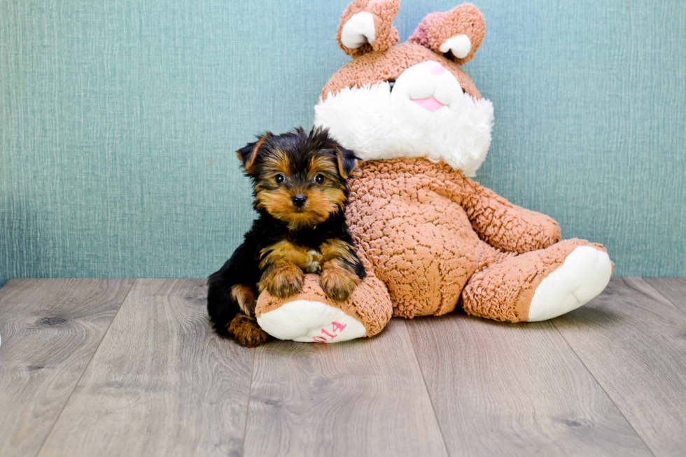 Meet Bella - our Yorkshire Terrier Puppy Photo 