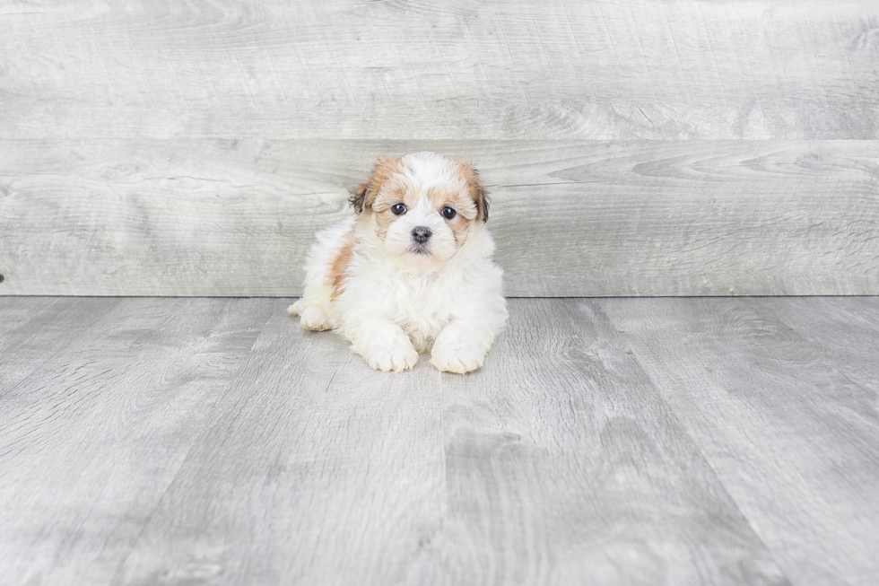 Petite Havanese Purebred Puppy