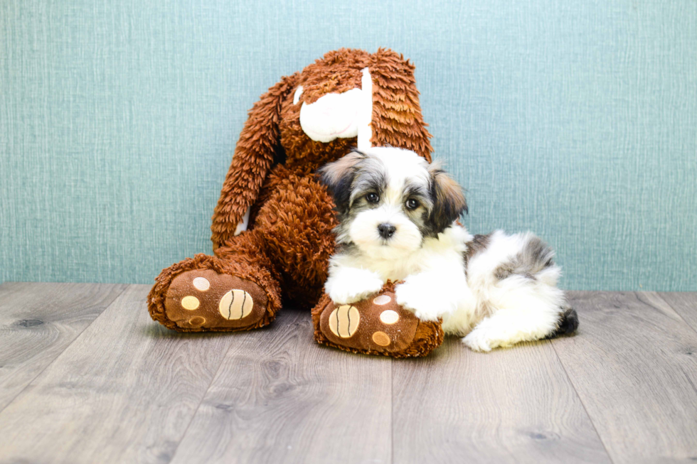 Little Havanese Purebred Pup