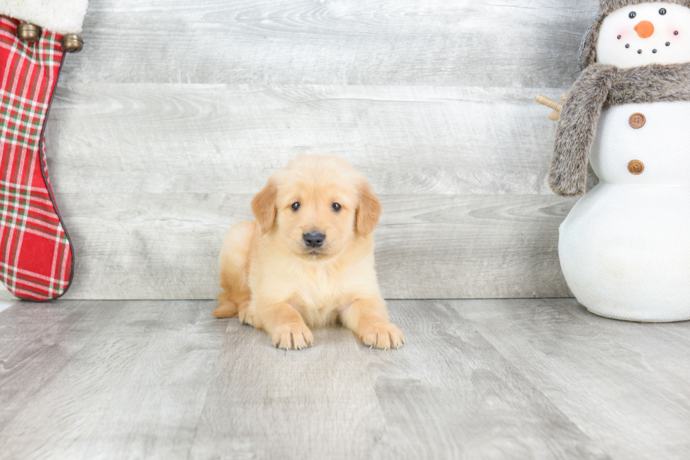 Golden Retriever Puppy for Adoption