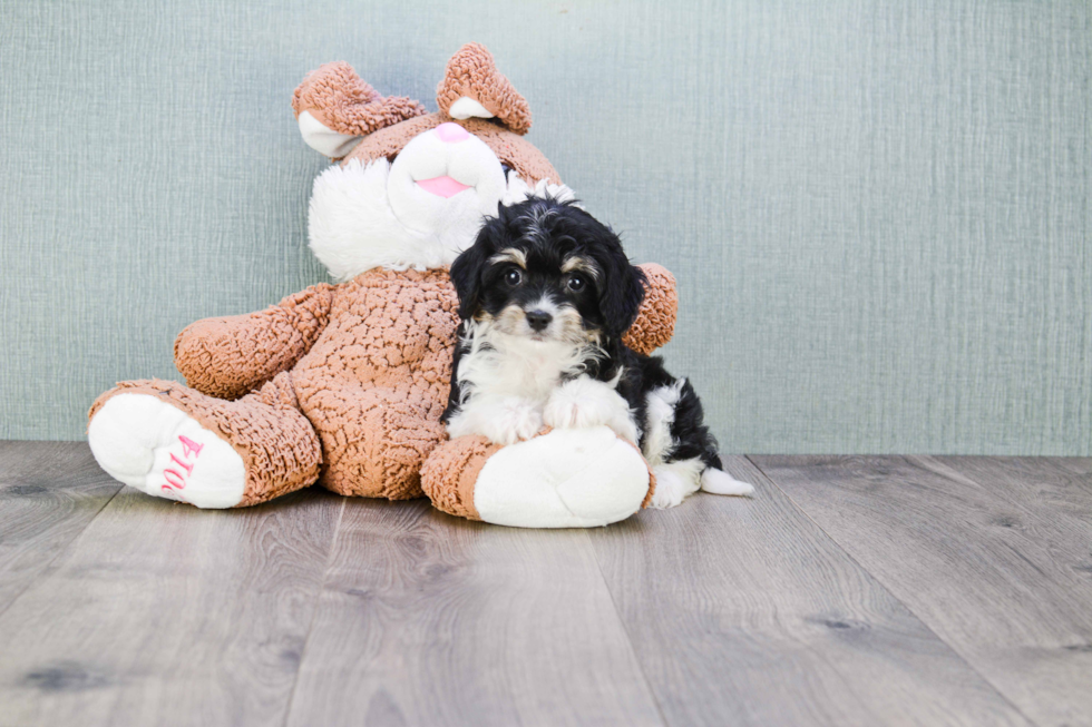 Best Cavachon Baby