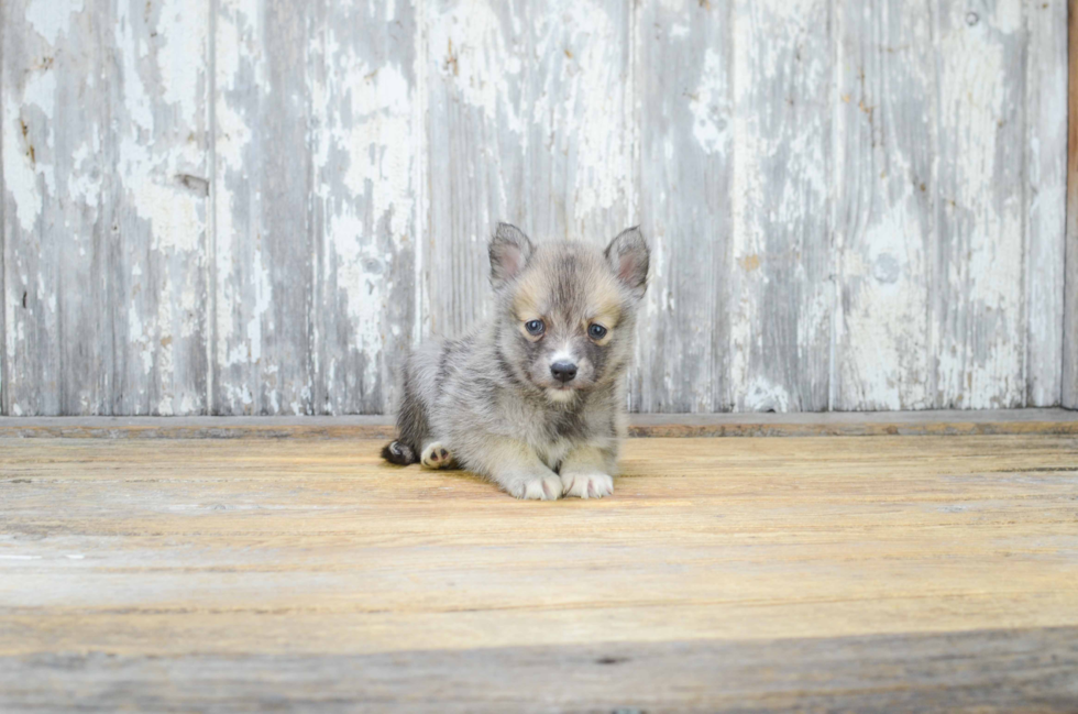 Pomsky Pup Being Cute