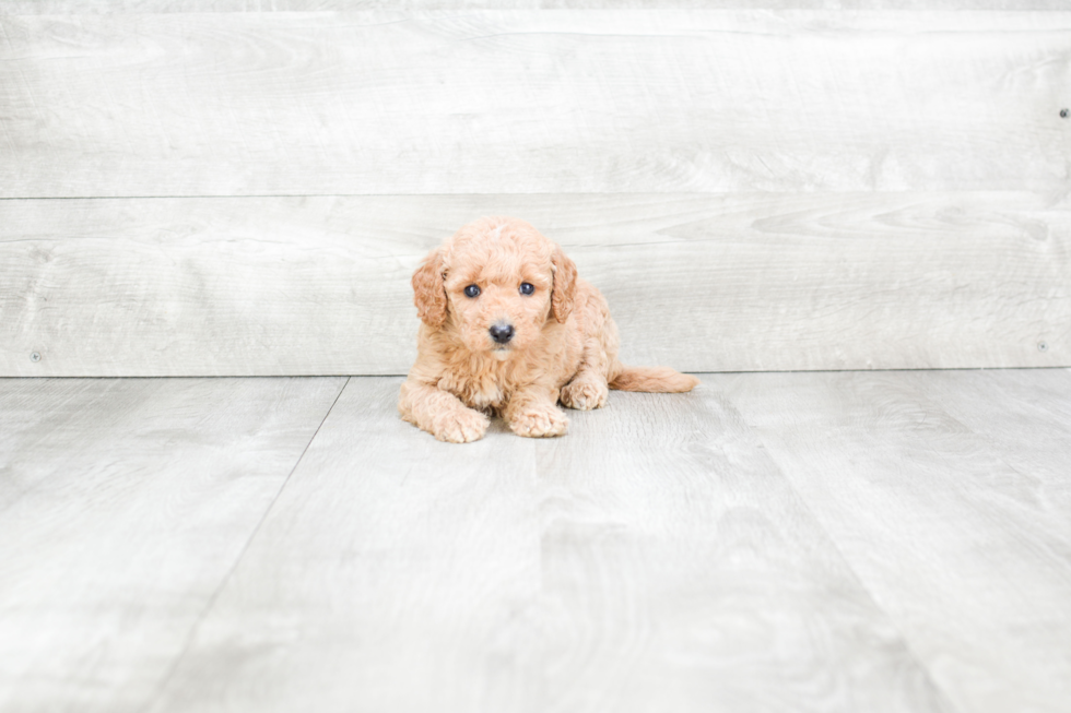 Friendly Mini Goldendoodle Baby