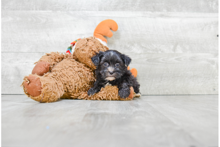 Morkie Pup Being Cute