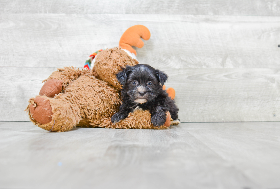 Morkie Pup Being Cute