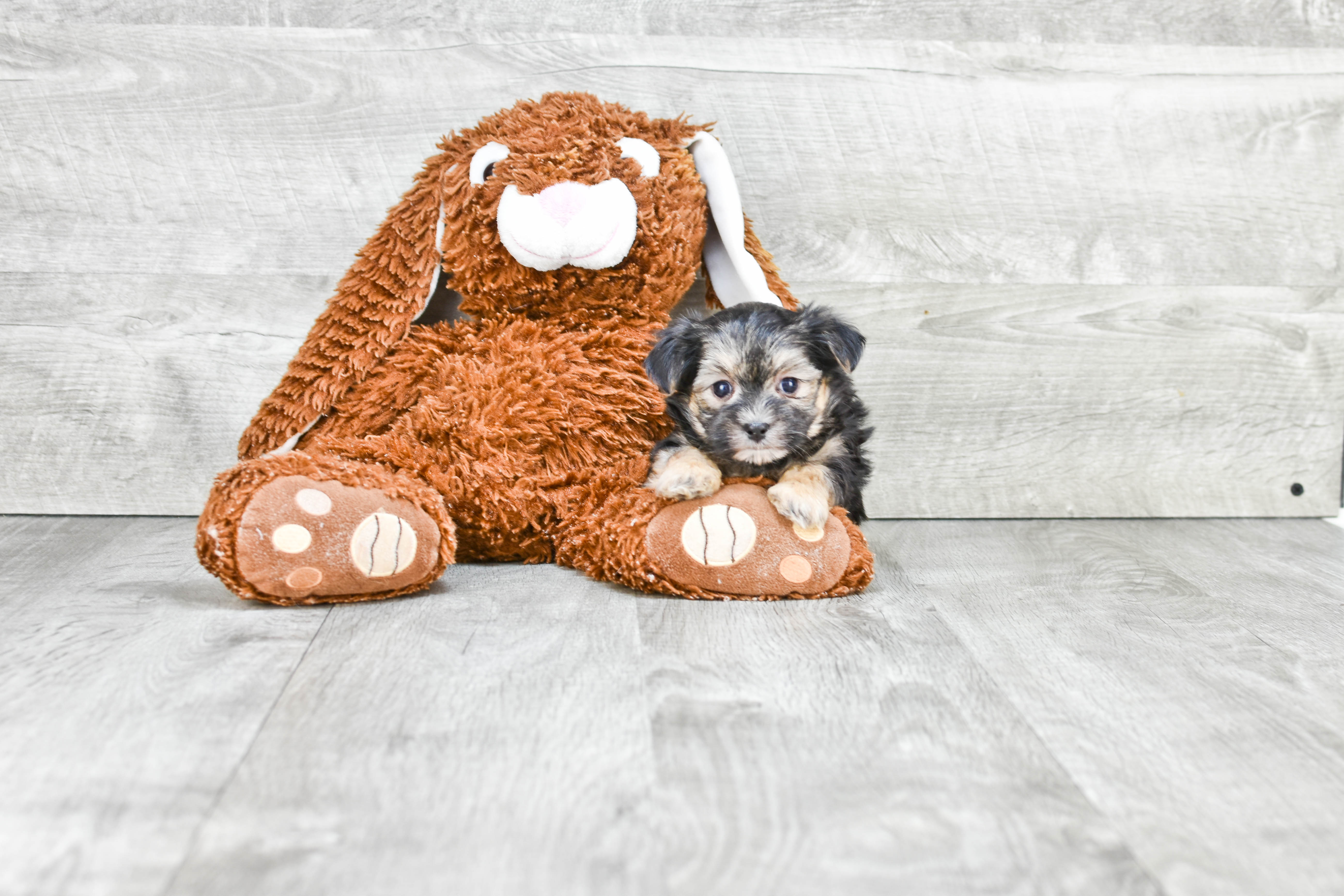 Best Morkie Baby