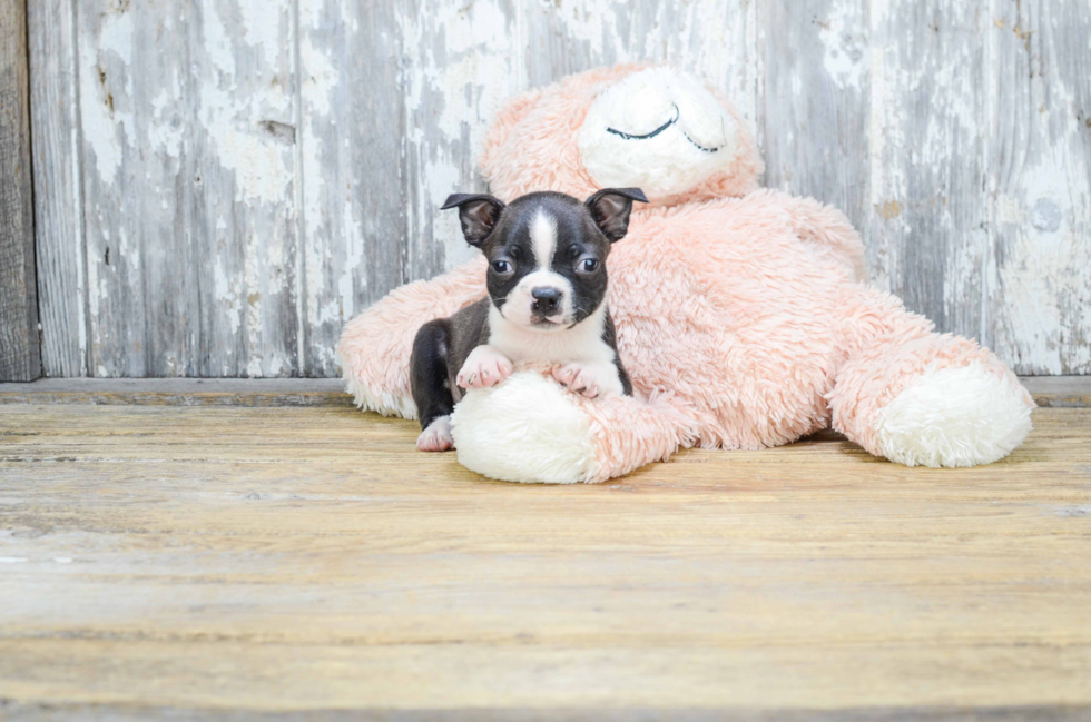 Boston Terrier Pup Being Cute