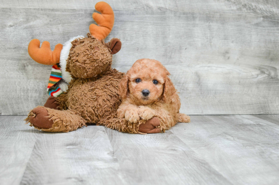 Petite Cavapoo Poodle Mix Pup