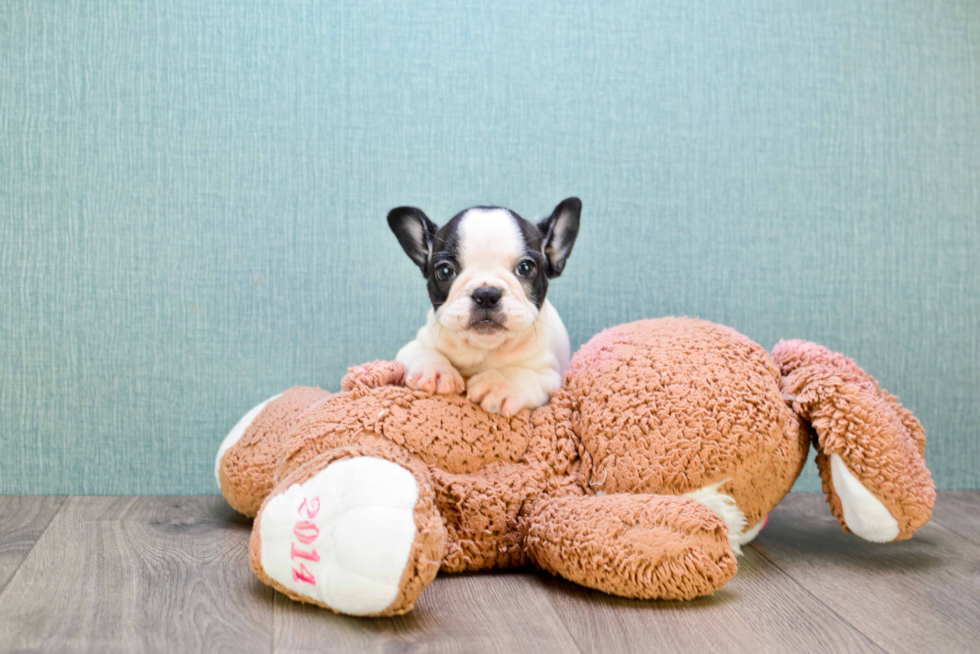 French Bulldog Pup Being Cute