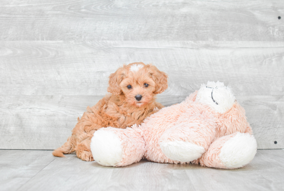 Cavapoo Puppy for Adoption