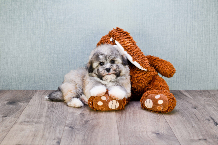 Havanese Pup Being Cute