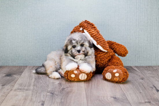 Havanese Pup Being Cute