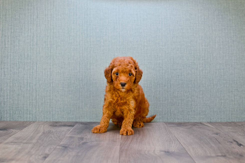 Best Mini Goldendoodle Baby