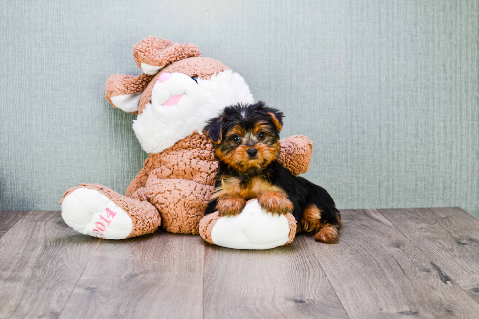 Meet Jeremy - our Yorkshire Terrier Puppy Photo 