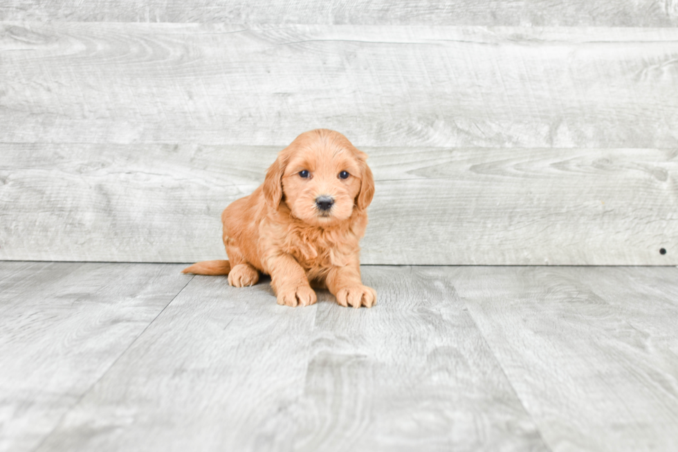 Happy Mini Goldendoodle Baby