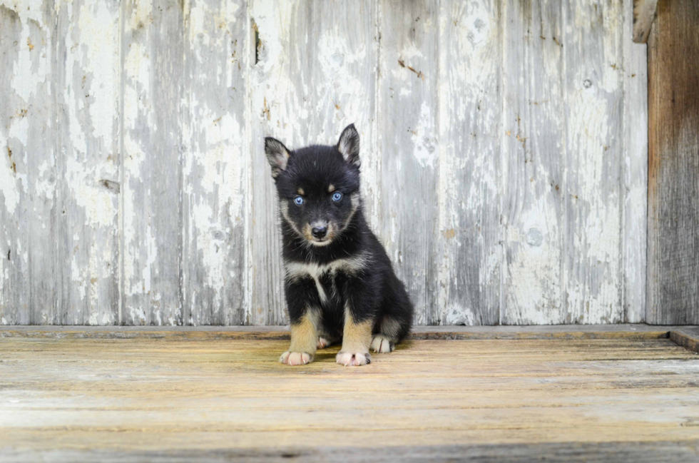 Funny Pomsky Designer Pup