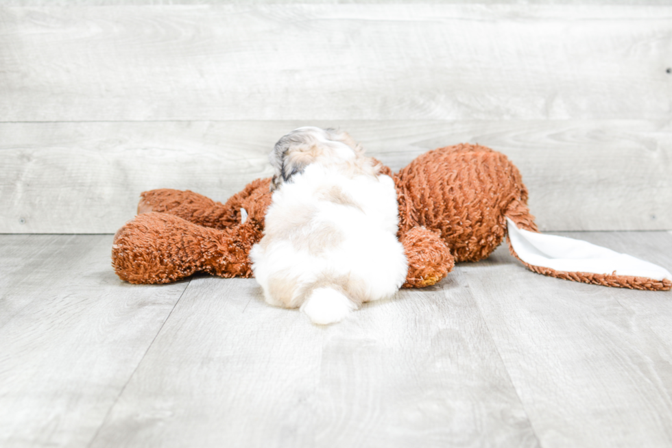 Little Maltese Poodle Poodle Mix Puppy