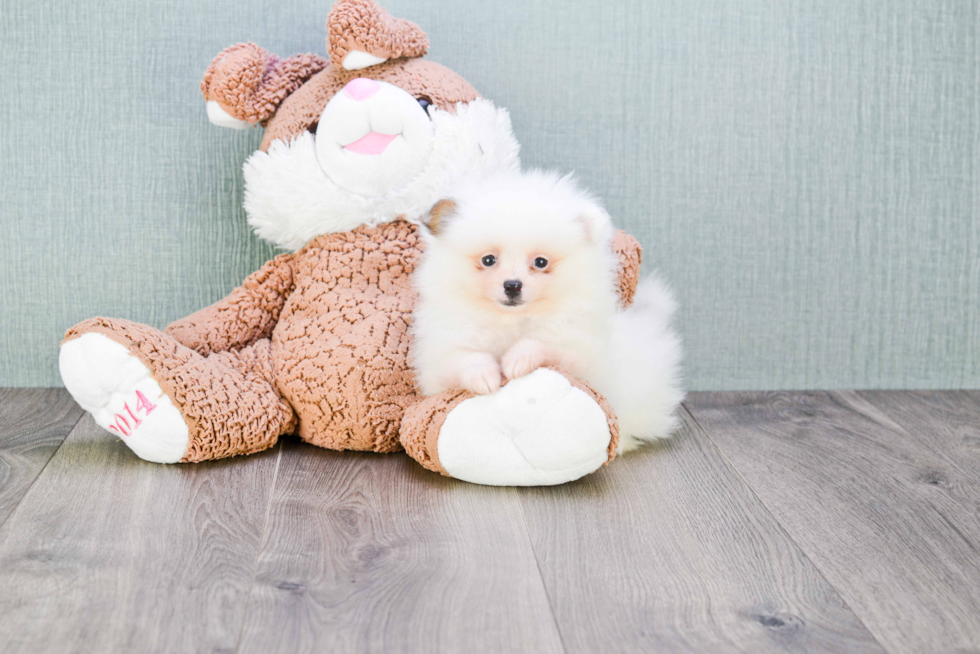 Pomeranian Pup Being Cute