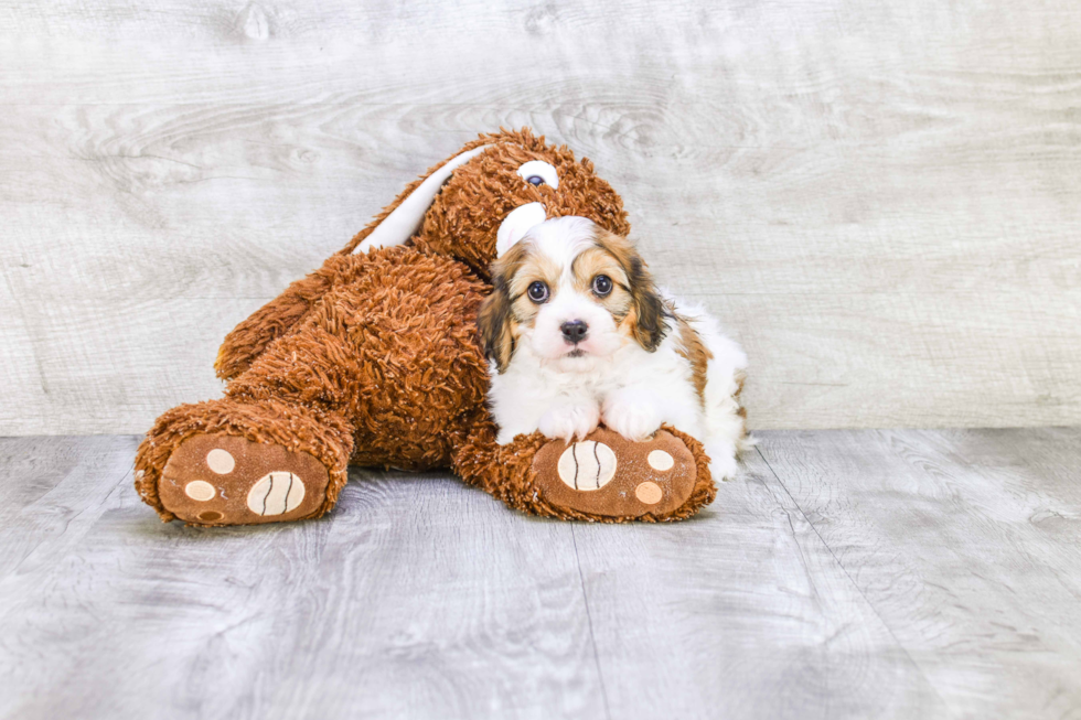 Cavachon Pup Being Cute