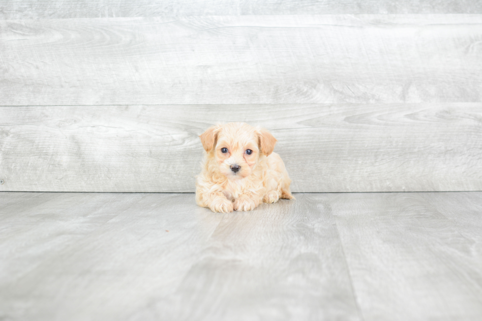 Friendly Maltipoo Baby