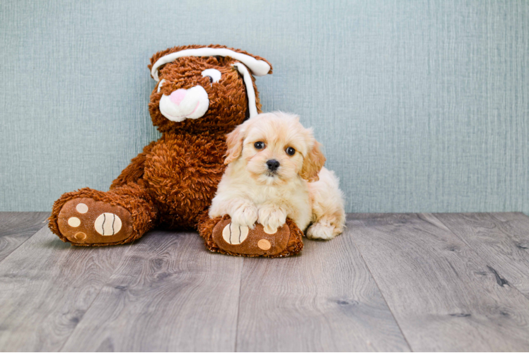 Best Cavachon Baby