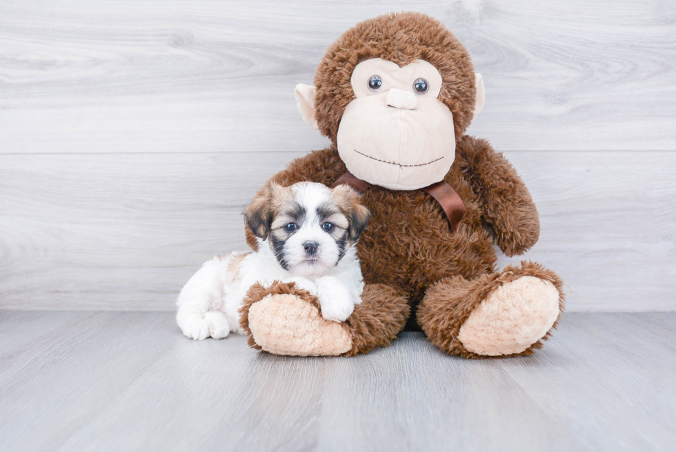 Teddy Bear Pup Being Cute