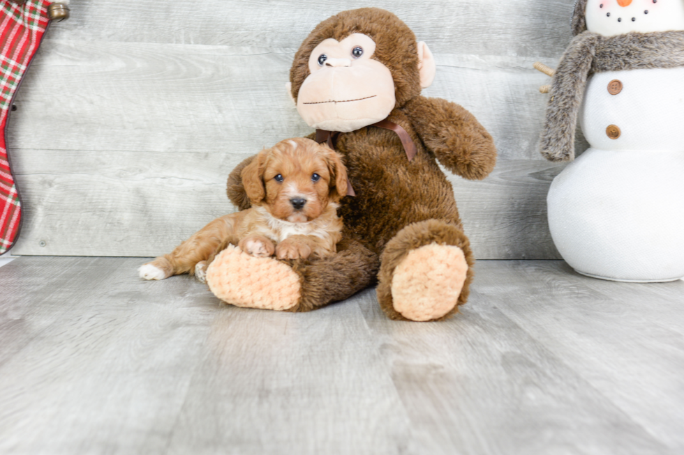 Sweet Cavapoo Baby