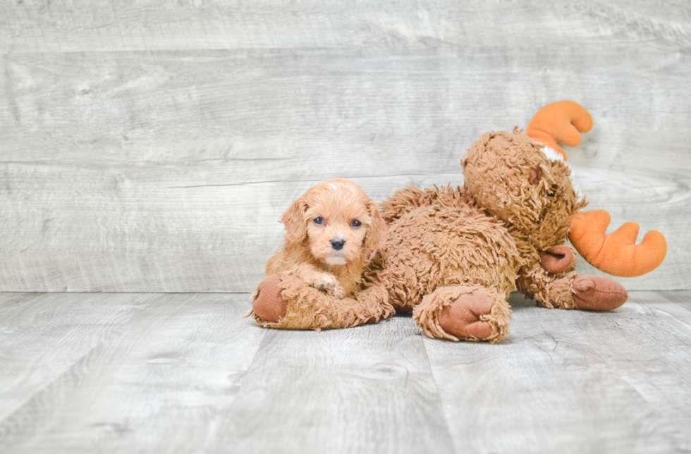 Cavapoo Pup Being Cute