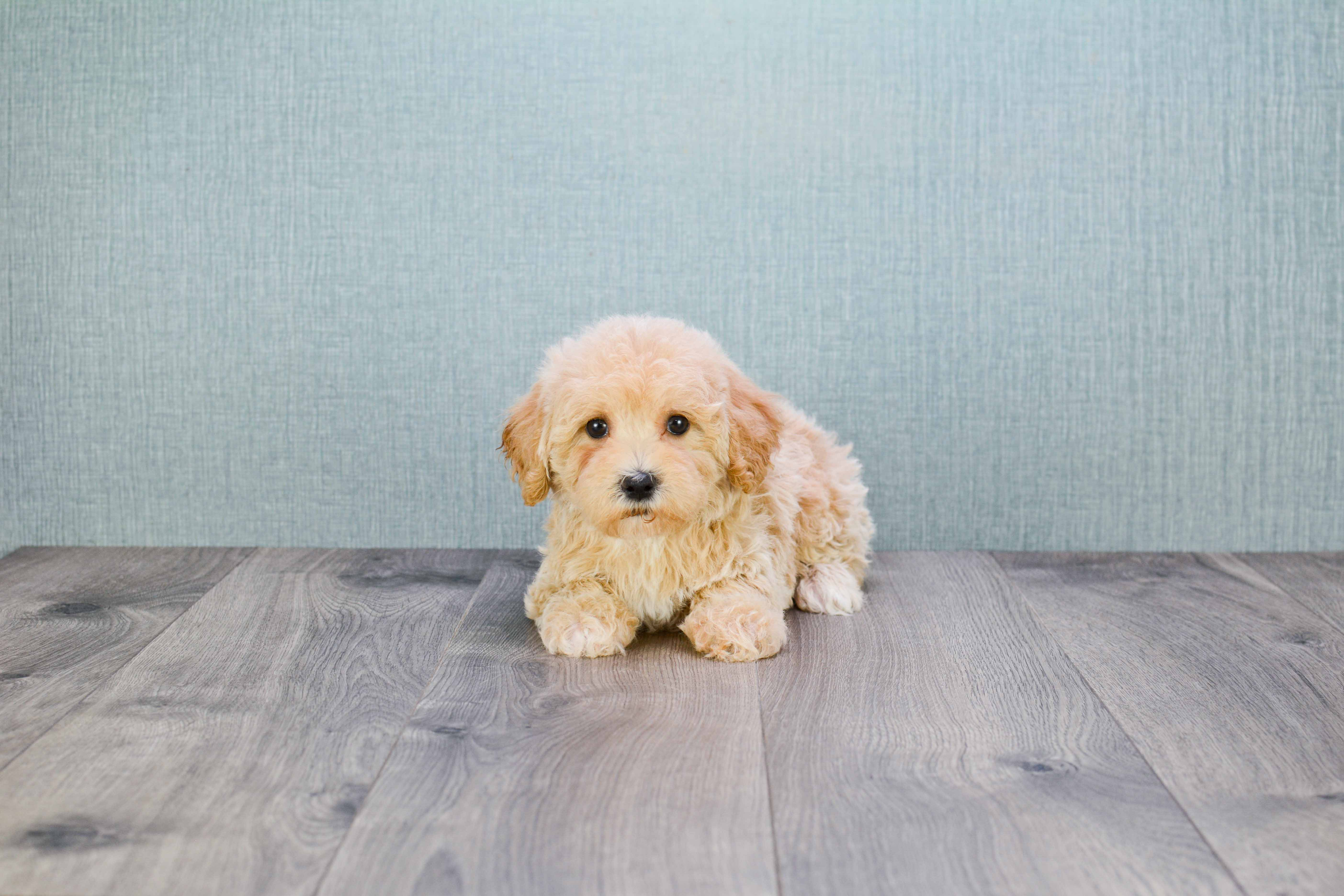 Friendly Cavapoo Baby