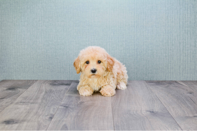 Friendly Cavapoo Baby