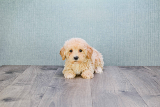 Friendly Cavapoo Baby