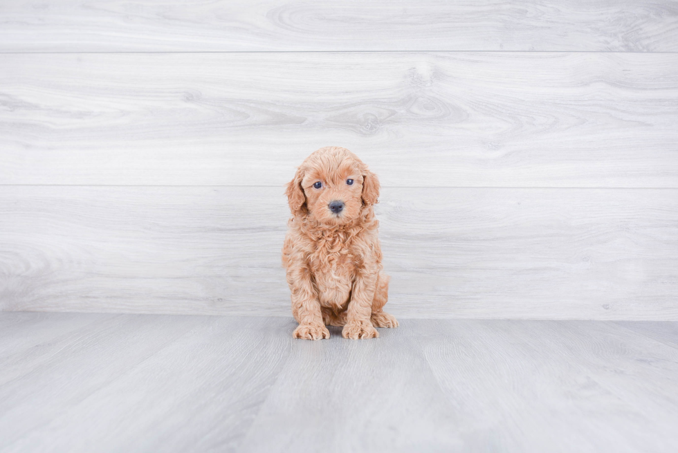 Playful Golden Retriever Poodle Mix Puppy