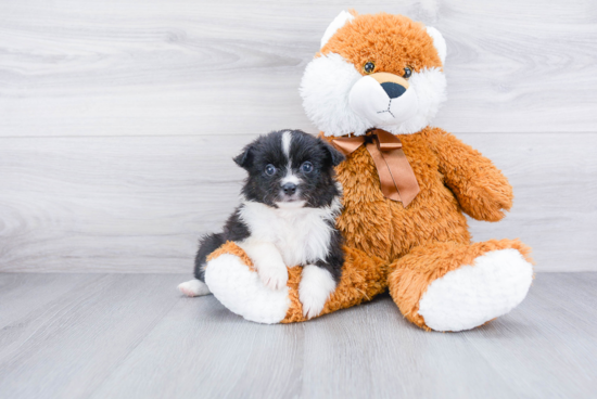 Cute Aussie Pom Baby